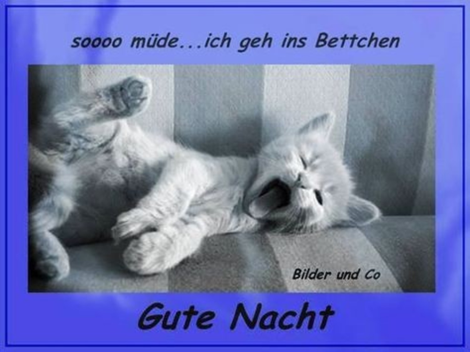 Gute nacht bild katze