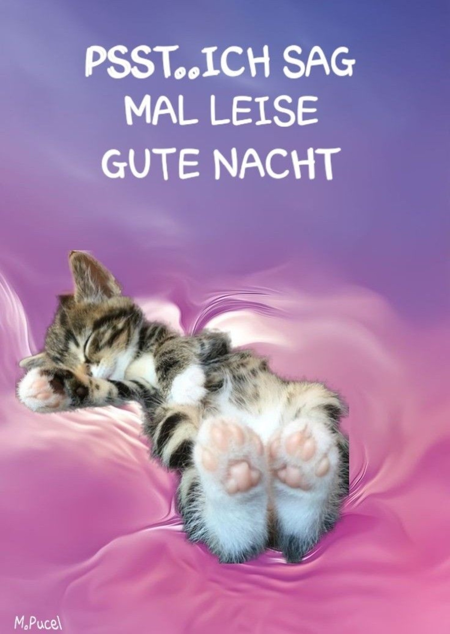 Gute nacht bild katze