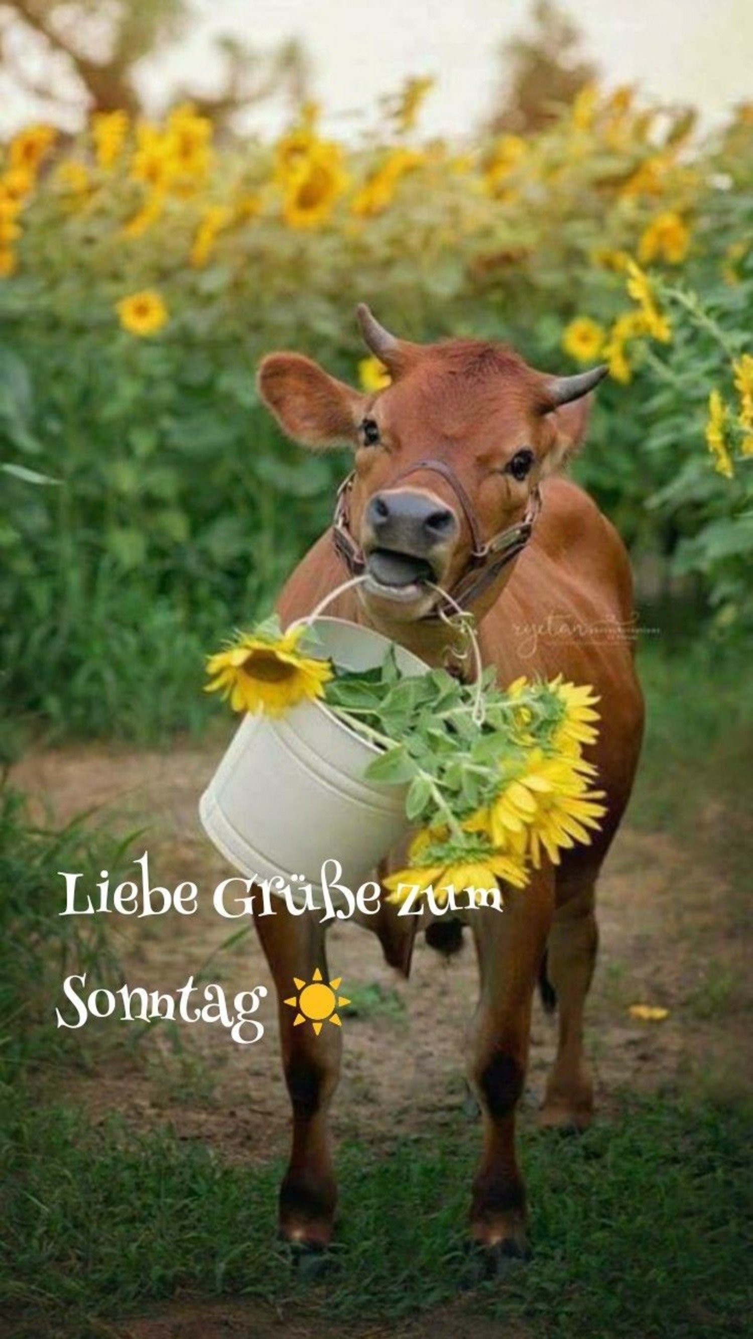 Schonen Sonntag Bilder Facebook Gbpicsbilder Com