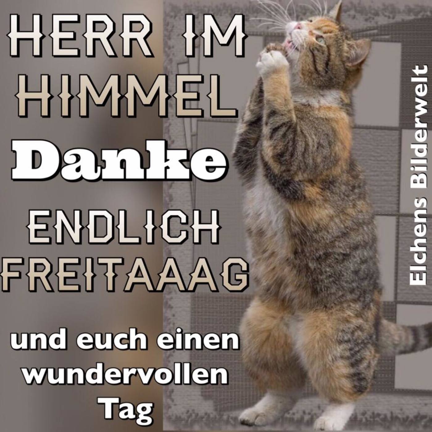 Schönen Freitag katze 33